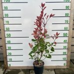 Červienka Fraserova (Photinia × fraseri) ´RED ROBIN´ - výška 60-80 cm, kont. C3L (-24°C)